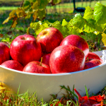 fall apple harvest