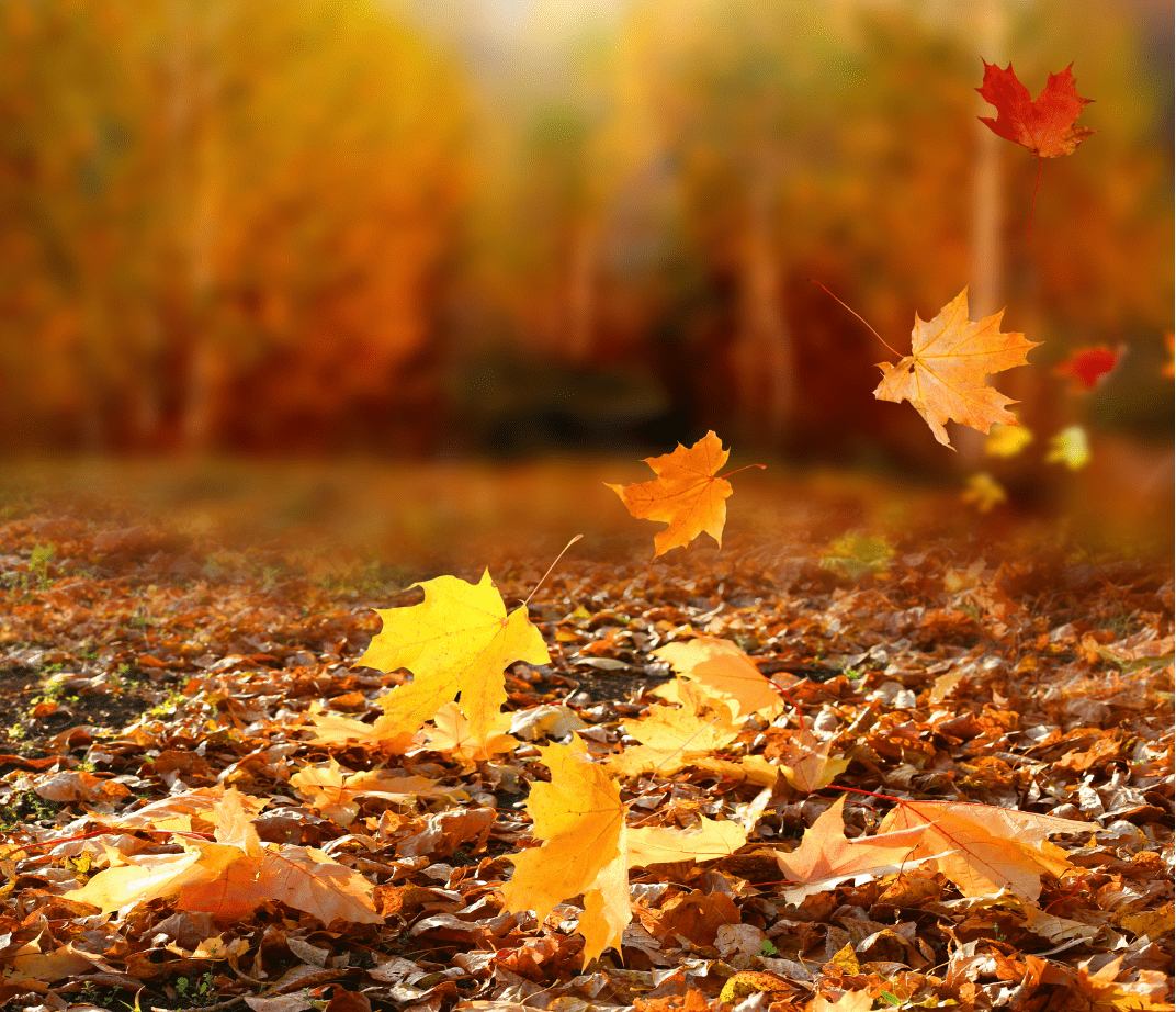 A group of leaves falling on the ground.