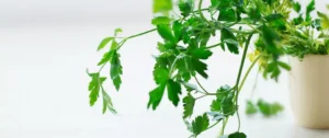 A close up of some green leaves on a plant