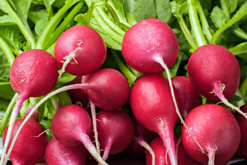 radish season